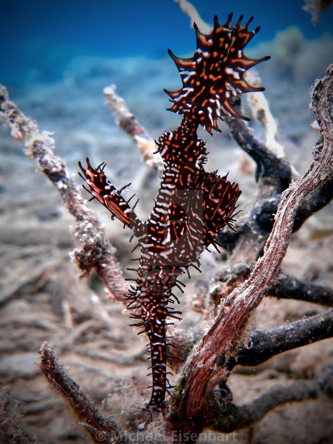 "Ornate Ghost Pipefish" stock image