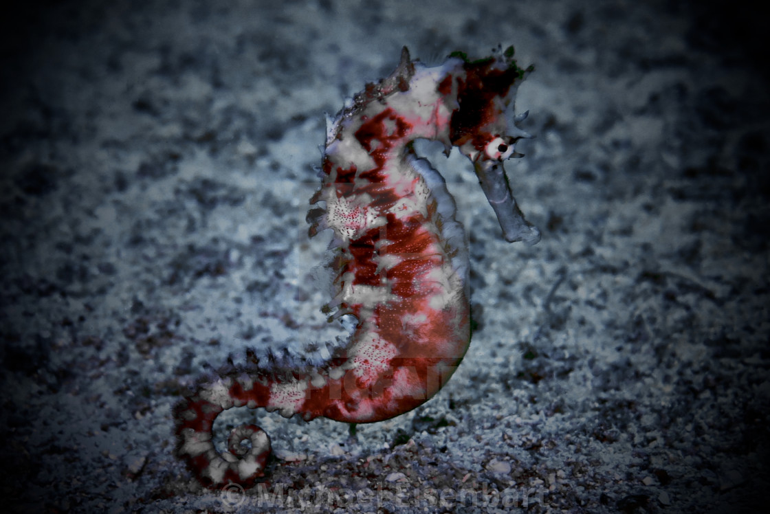 "Thorny Seahorse" stock image