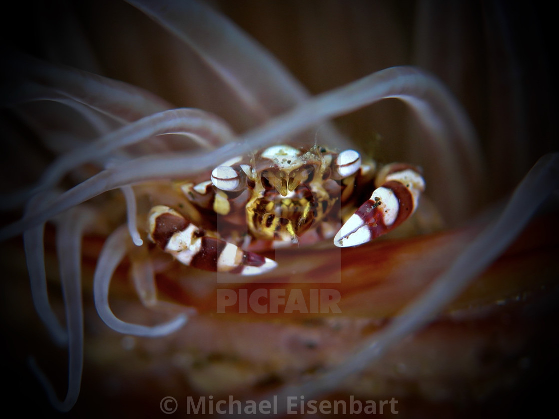 "Harlequin Swimming Crab" stock image