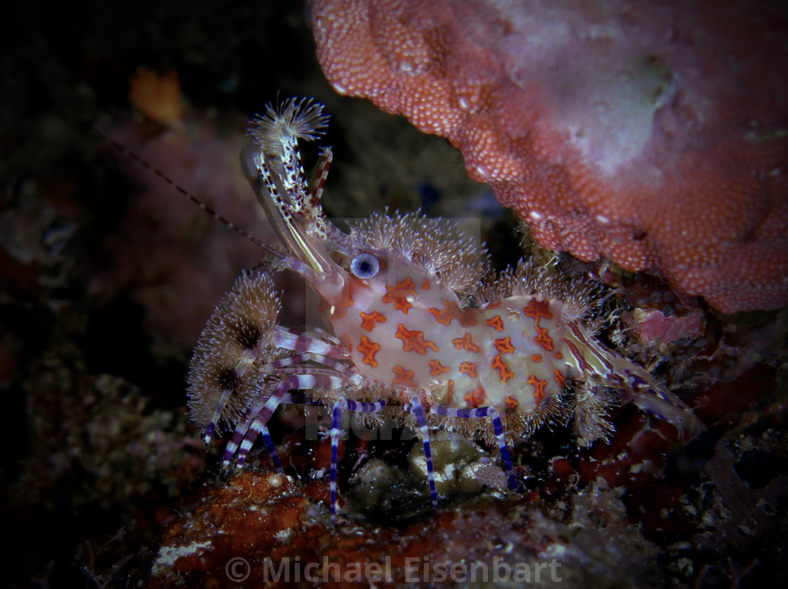 "Marbled Shrimp" stock image