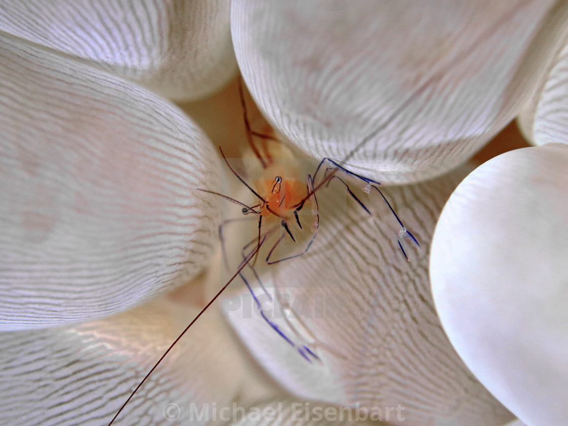 "Bubble Coral Shrimp" stock image