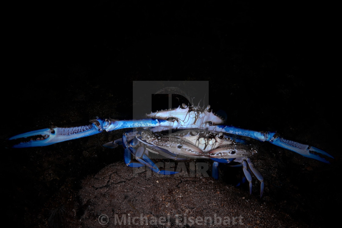 "Blue Swimmer Crab" stock image