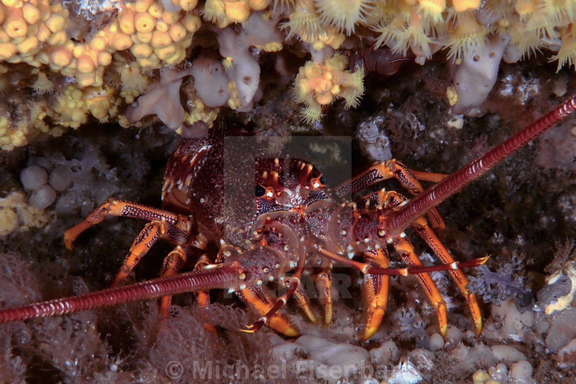 "Southern Rock Lobster" stock image