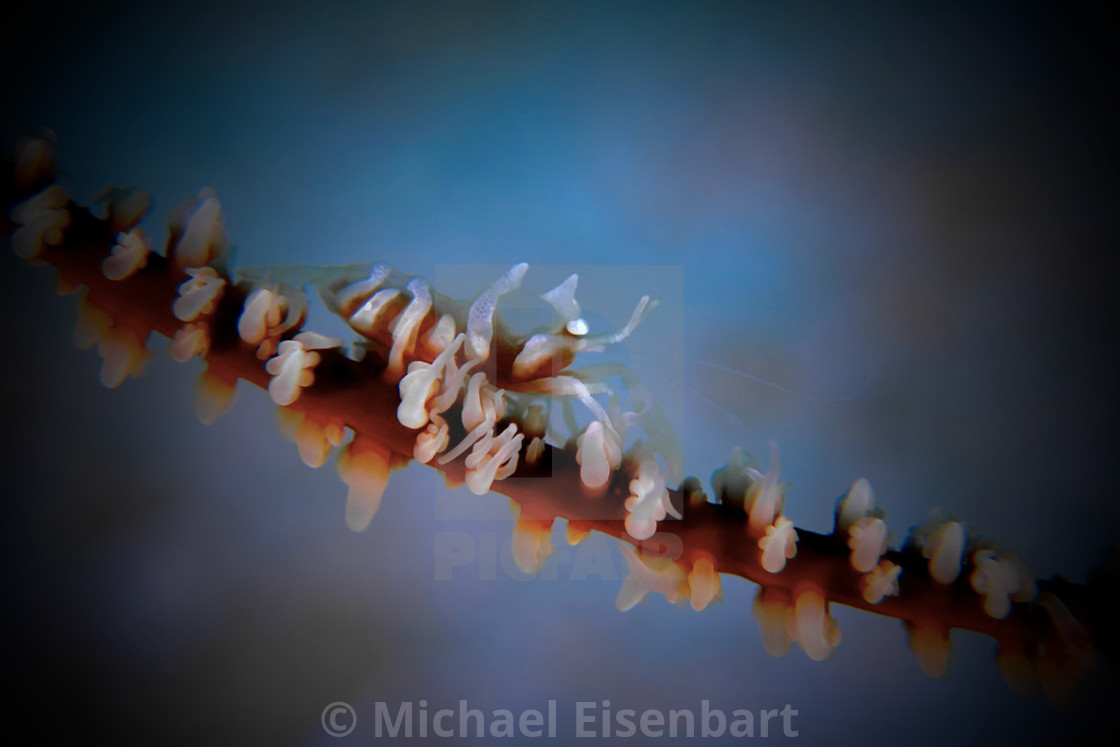 "Zanzibar Whip Coral Shrimp" stock image