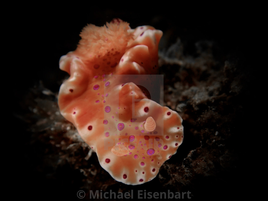 "Ceratosoma brevicaudatum" stock image