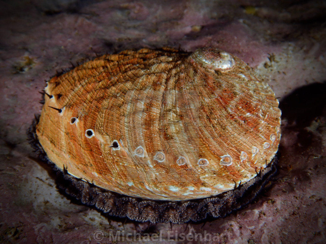 "Tasmanian Abalone Shell / Blacklip Abalone" stock image