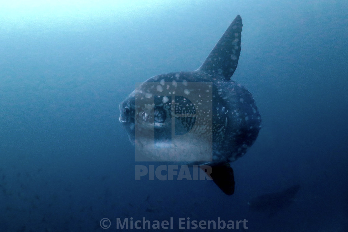 "Ocean Sunfish" stock image