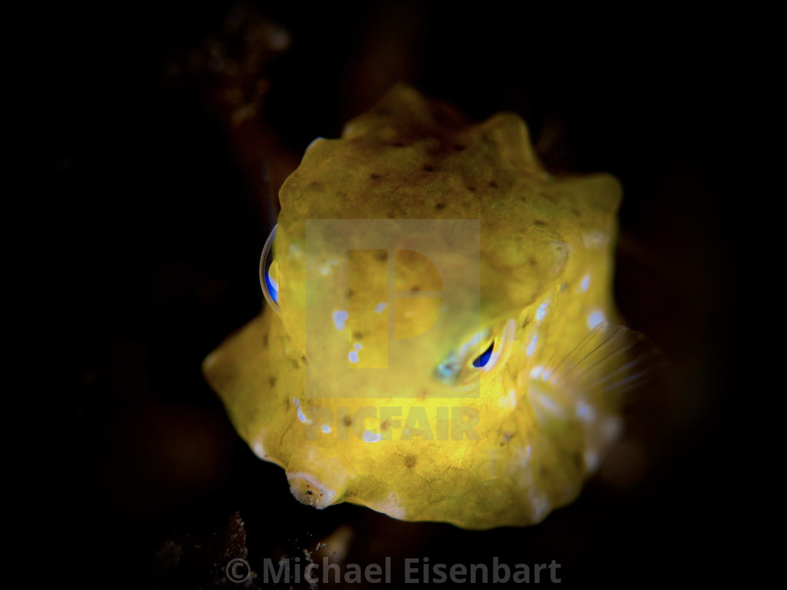 "Longhorn Cowfish (young juvenile)" stock image