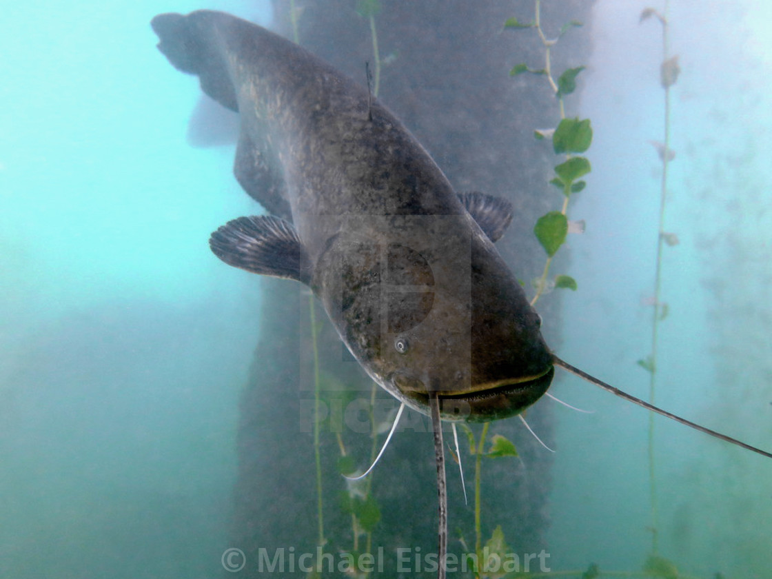 "Wels Catfish / Sheatfish" stock image