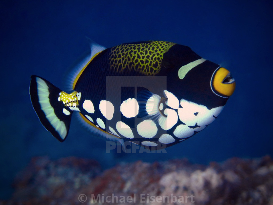 "Clown Triggerfish" stock image