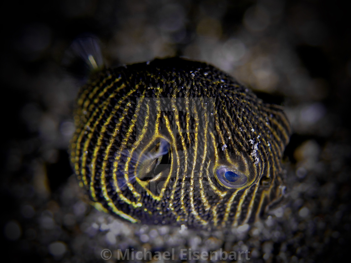 "Star Puffer (young juvenile)" stock image