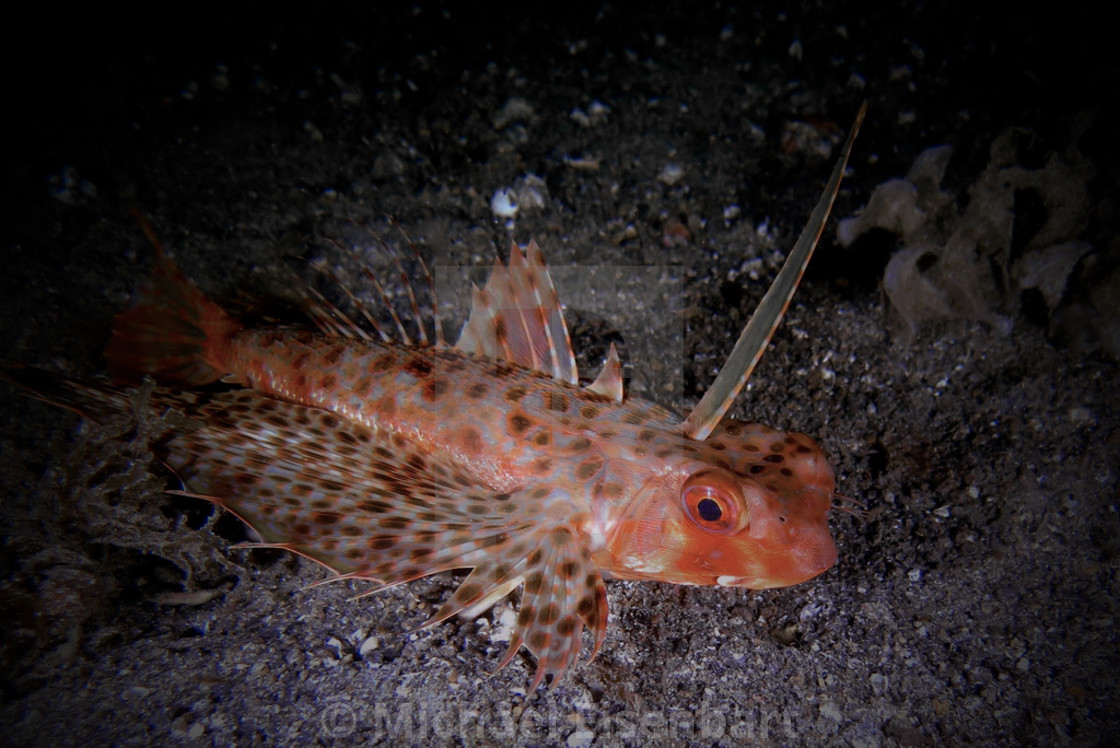 "Oriental Flying Gurnard / Helmut Gurnard" stock image