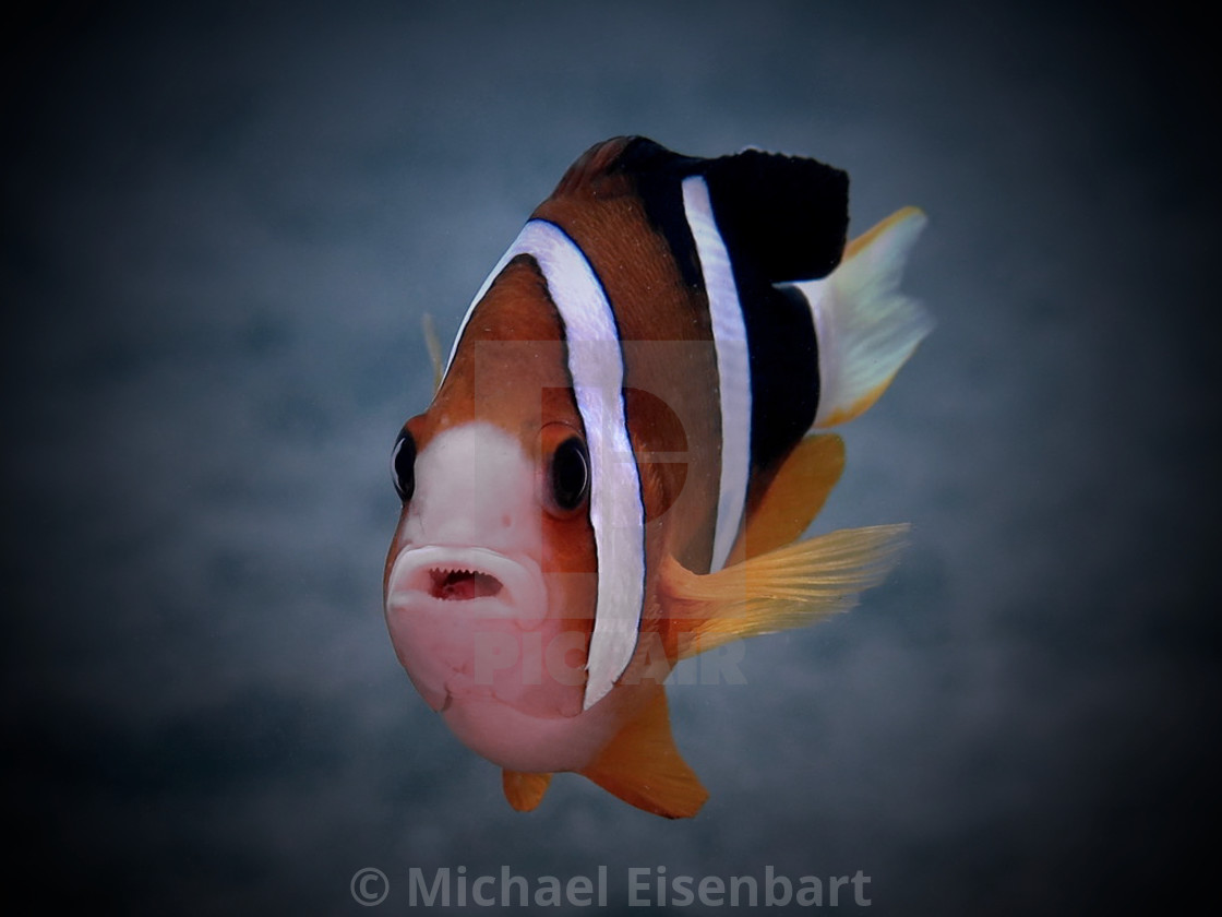 "Clark's Anemonefish" stock image