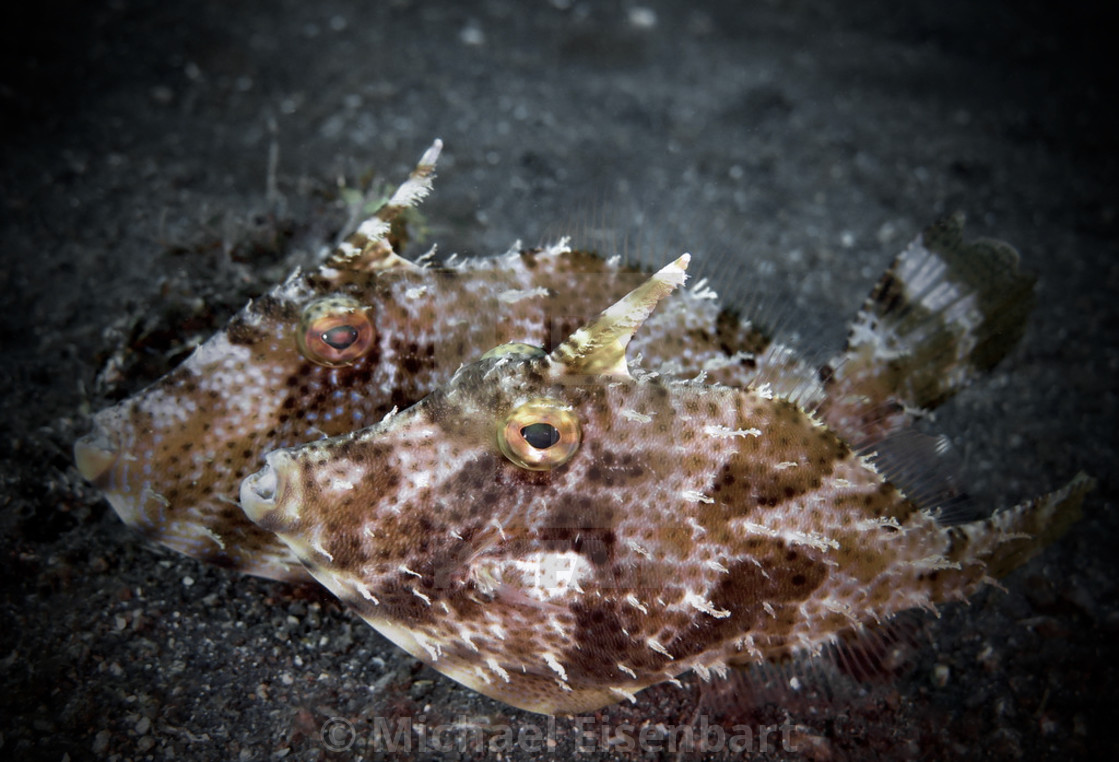 "Strapweed Filefish" stock image