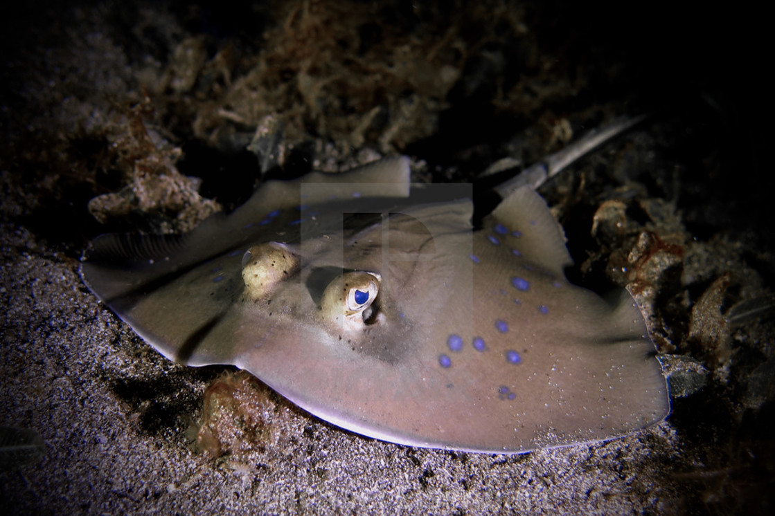 "Blue-spotted Stingray" stock image
