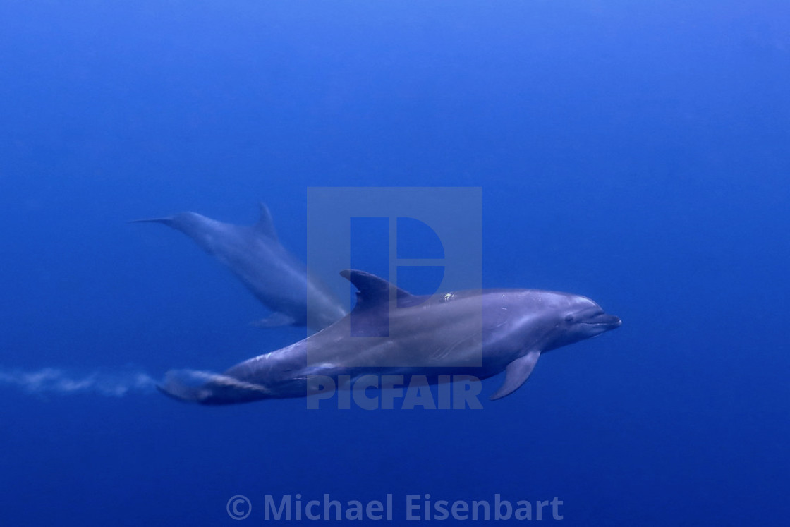 "Bottlenose Dolphins" by Michael Eisenbart - $12.35 "Bottlenose Dolphins" stock image