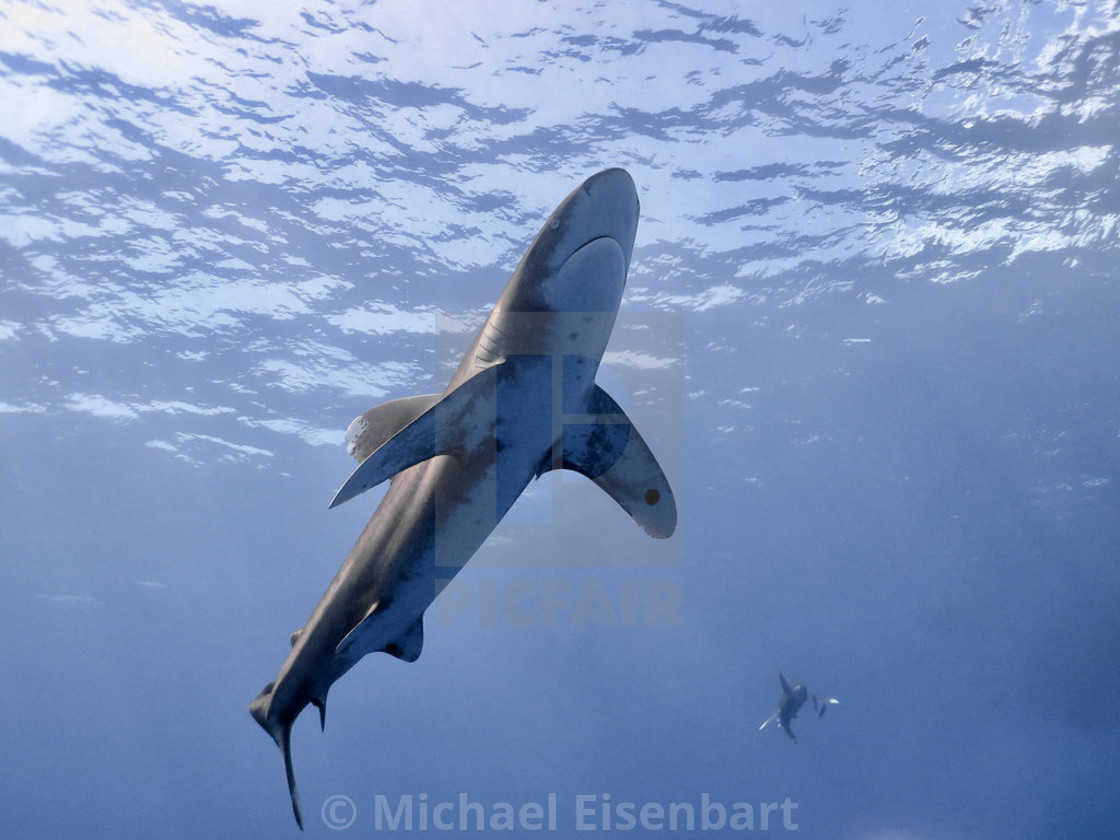 "Oceanic White Tip Shark" stock image