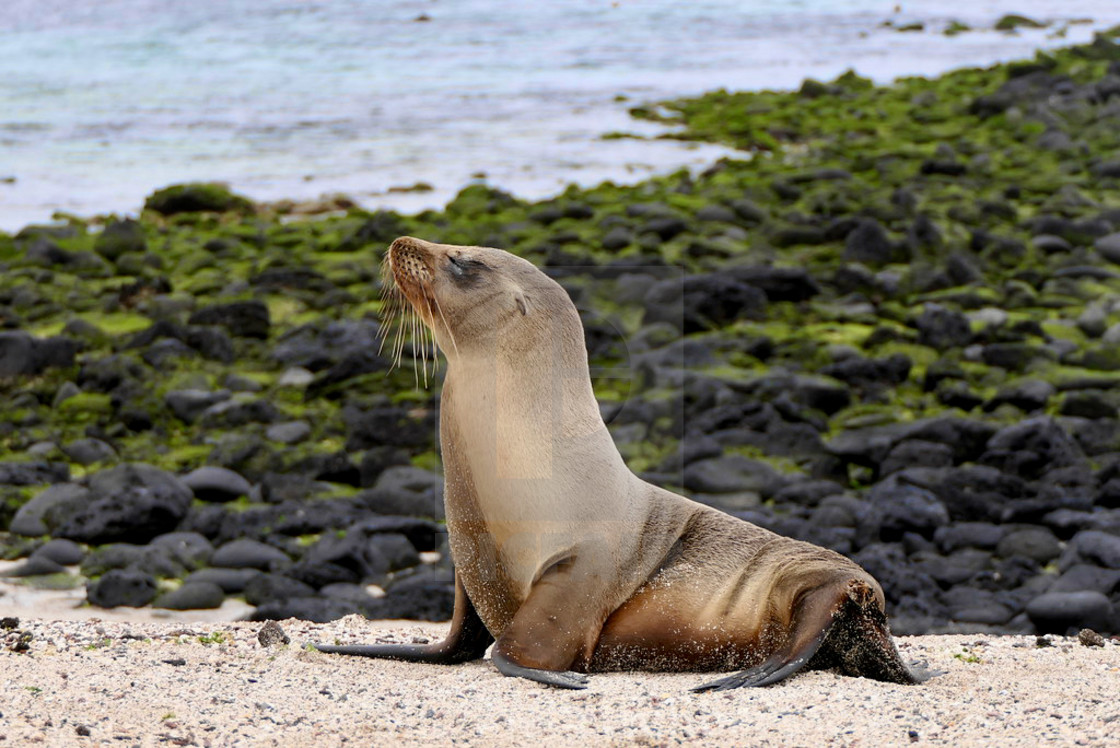 "Galapagos Sea Lion" stock image