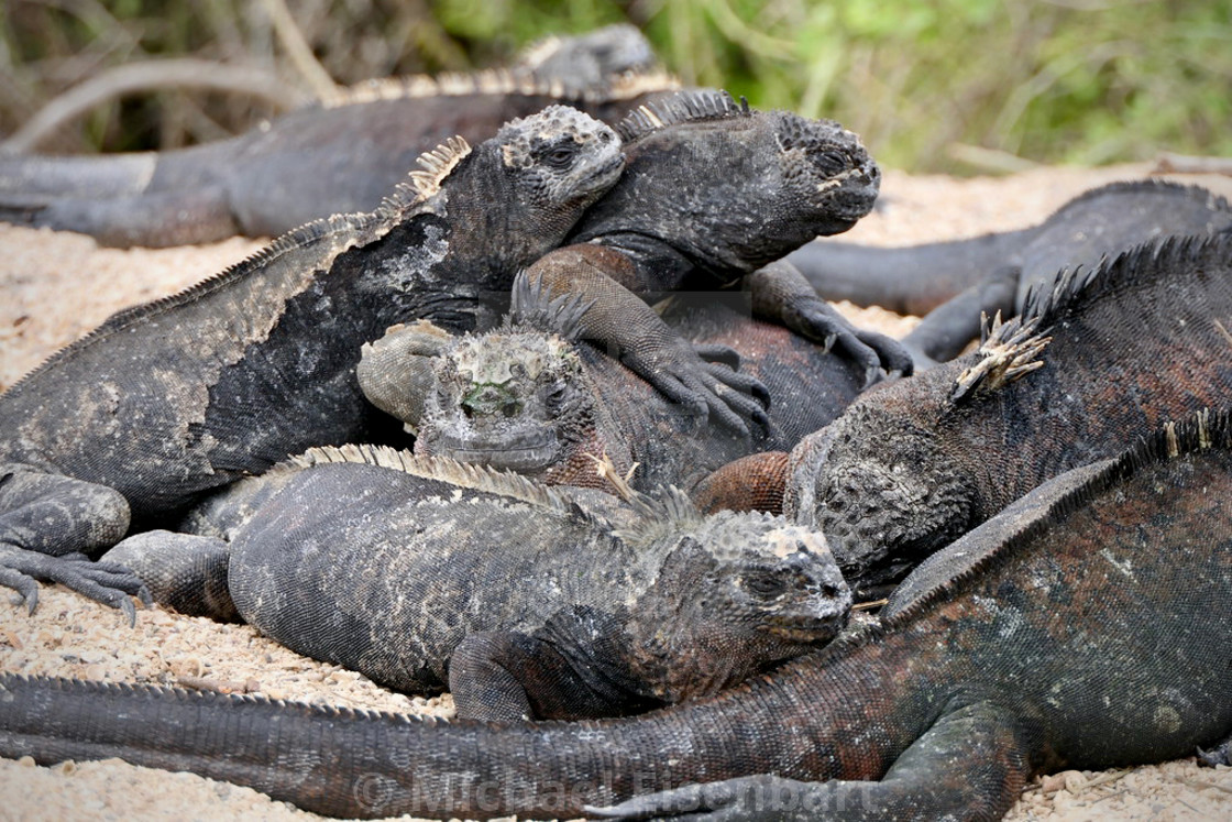 "Galapagos Marine Iguana" stock image