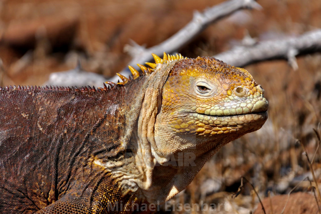 "Galapagos Land Iguana" stock image