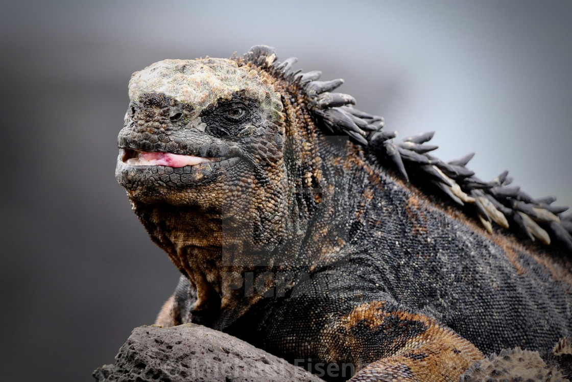 "Galapagos Marine Iguana" stock image