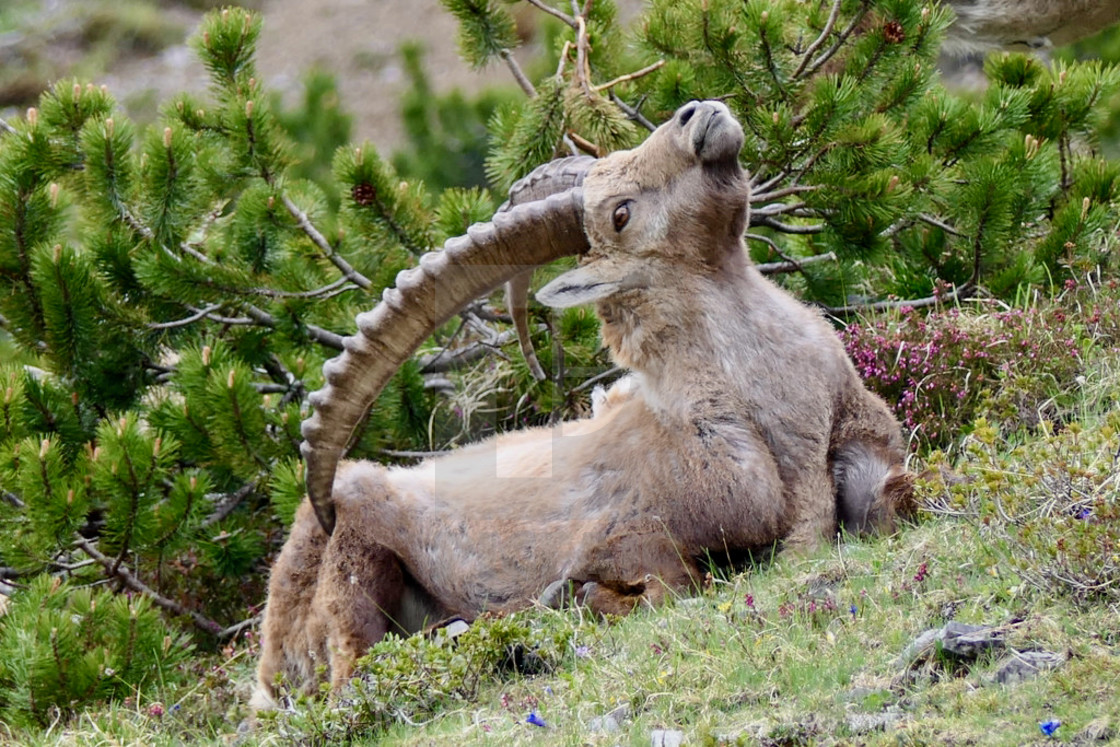 "Capricorn / Ibex" stock image