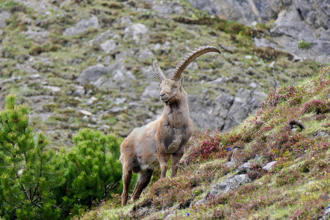 "Capricorn / Ibex" stock image