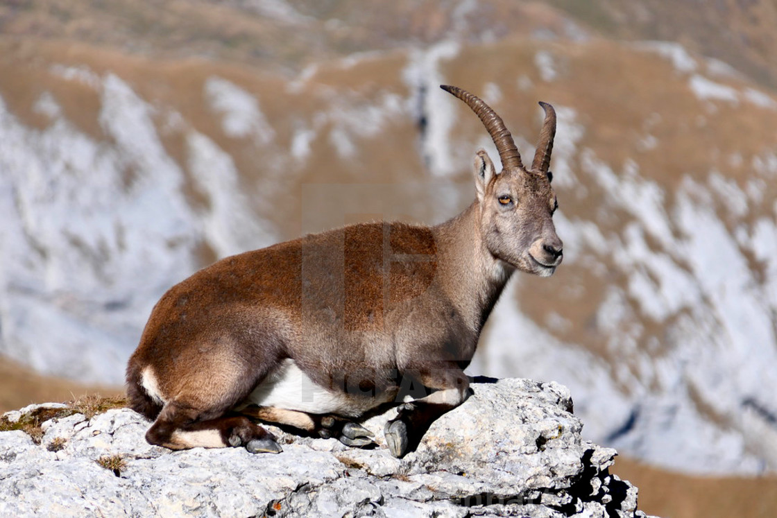 "Capricorn / Ibex" stock image