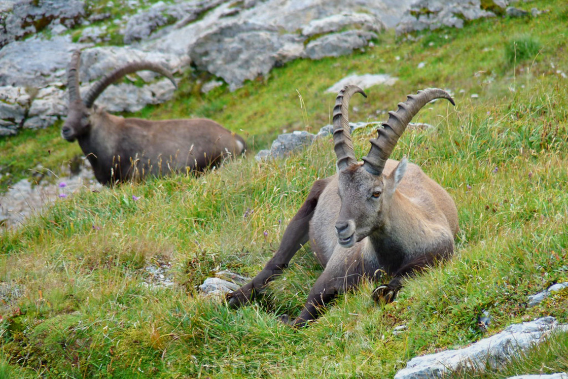 "Capricorn / Ibex" stock image