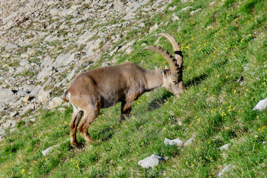 "Capricorn / Ibex" stock image