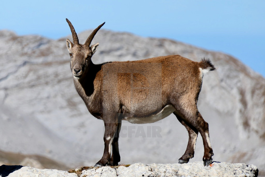 "Capricorn / Ibex" stock image