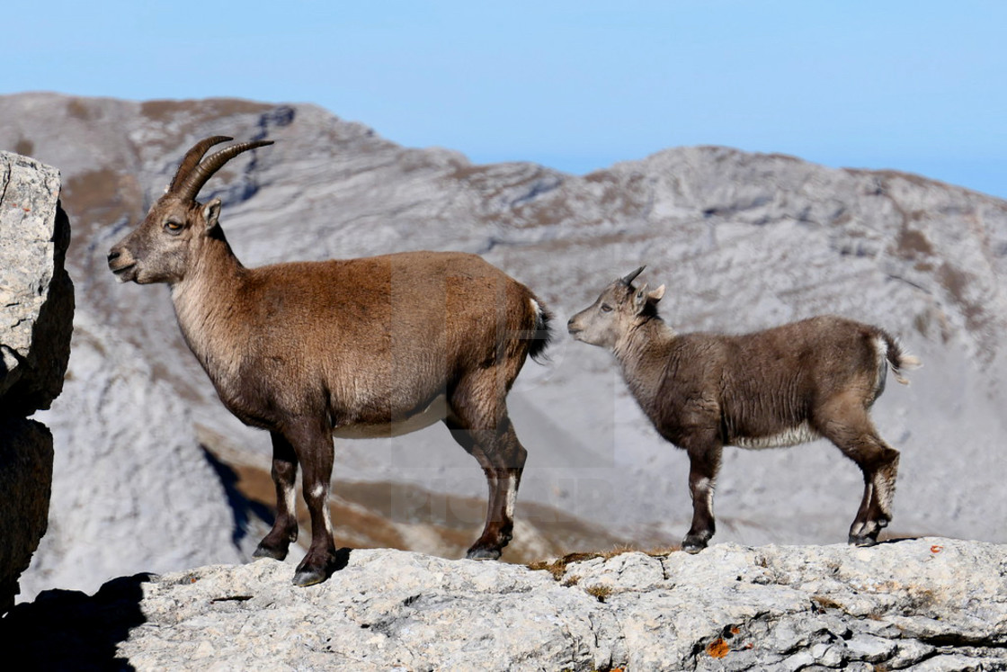 "Capricorn / Ibex" stock image