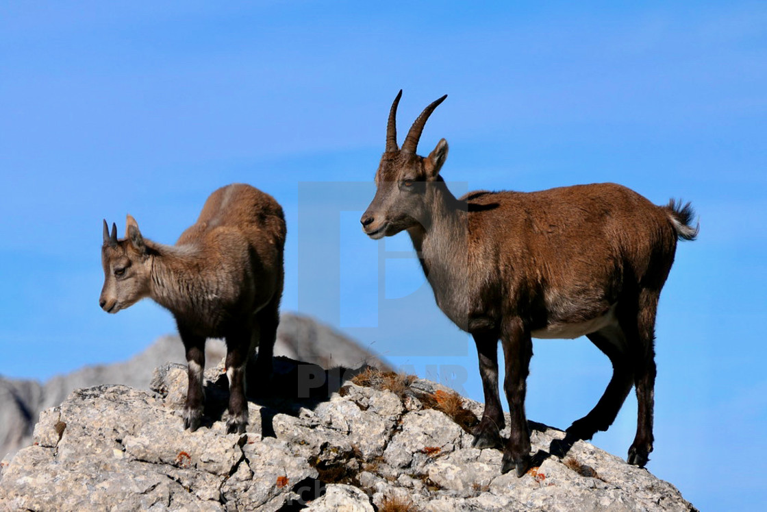 "Capricorn / Ibex" stock image