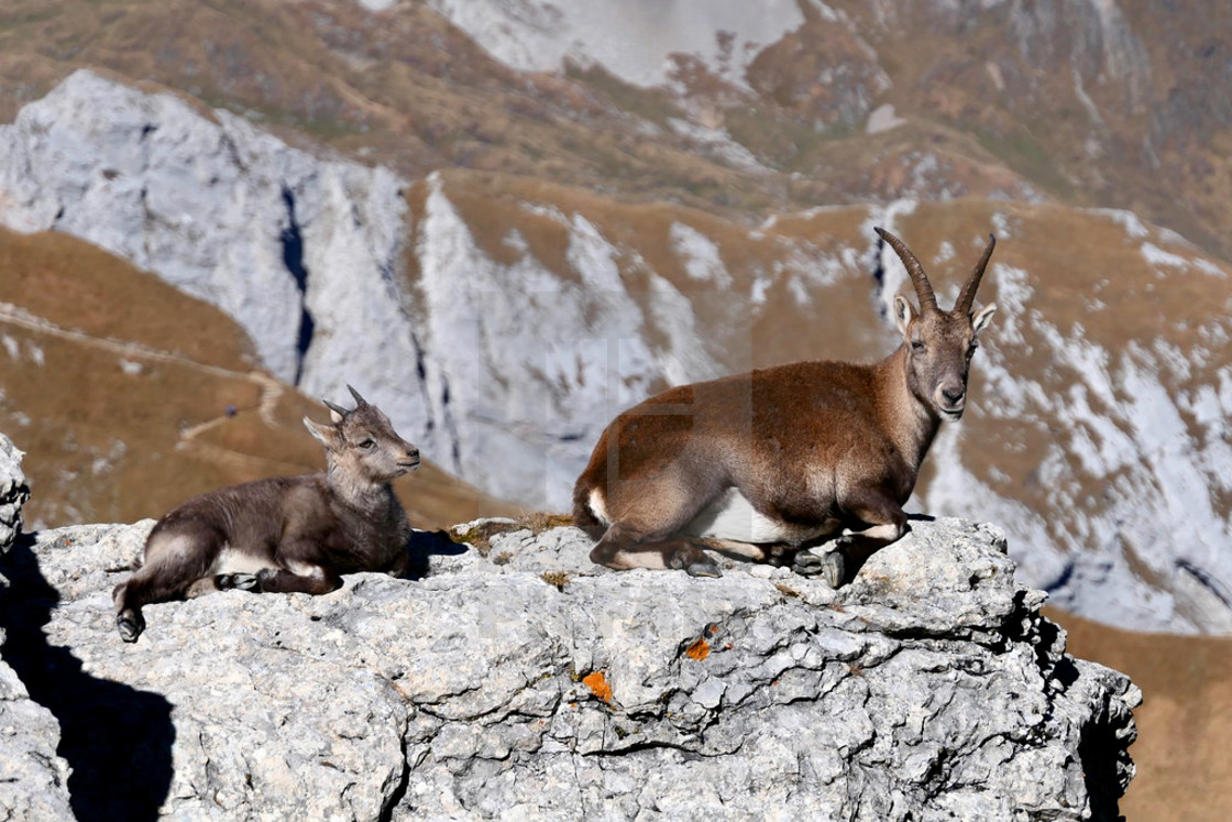 "Capricorn / Ibex" stock image