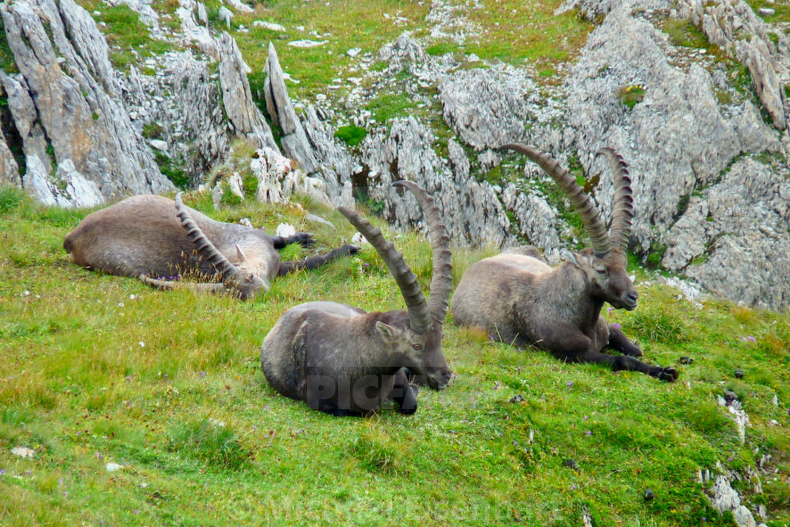 "Capricorn / Ibex" stock image