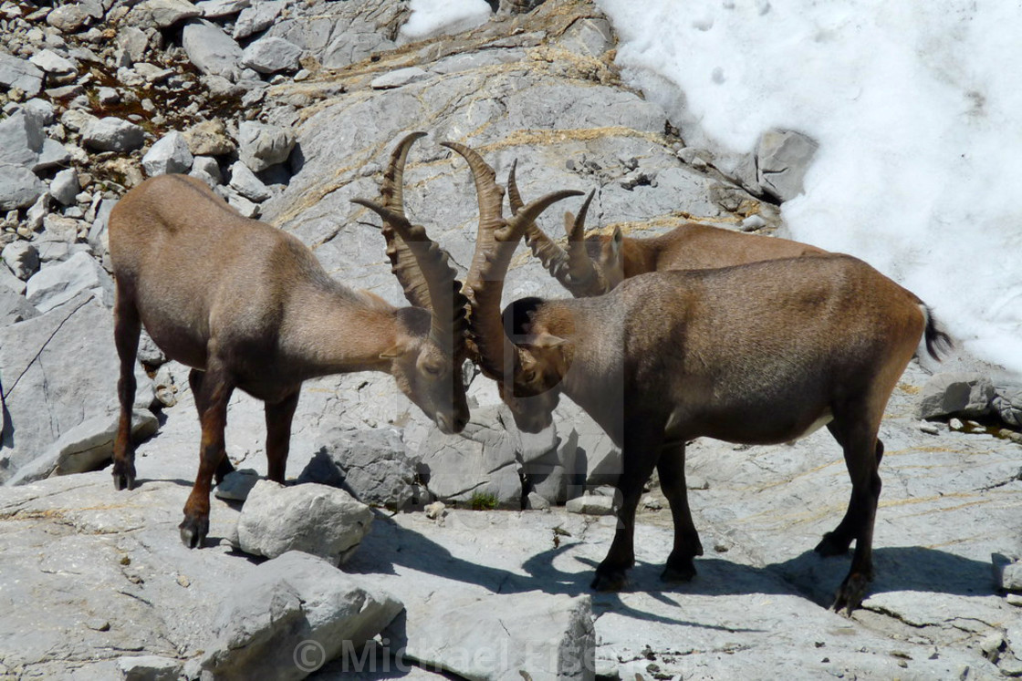 "Capricorn / Ibex" stock image