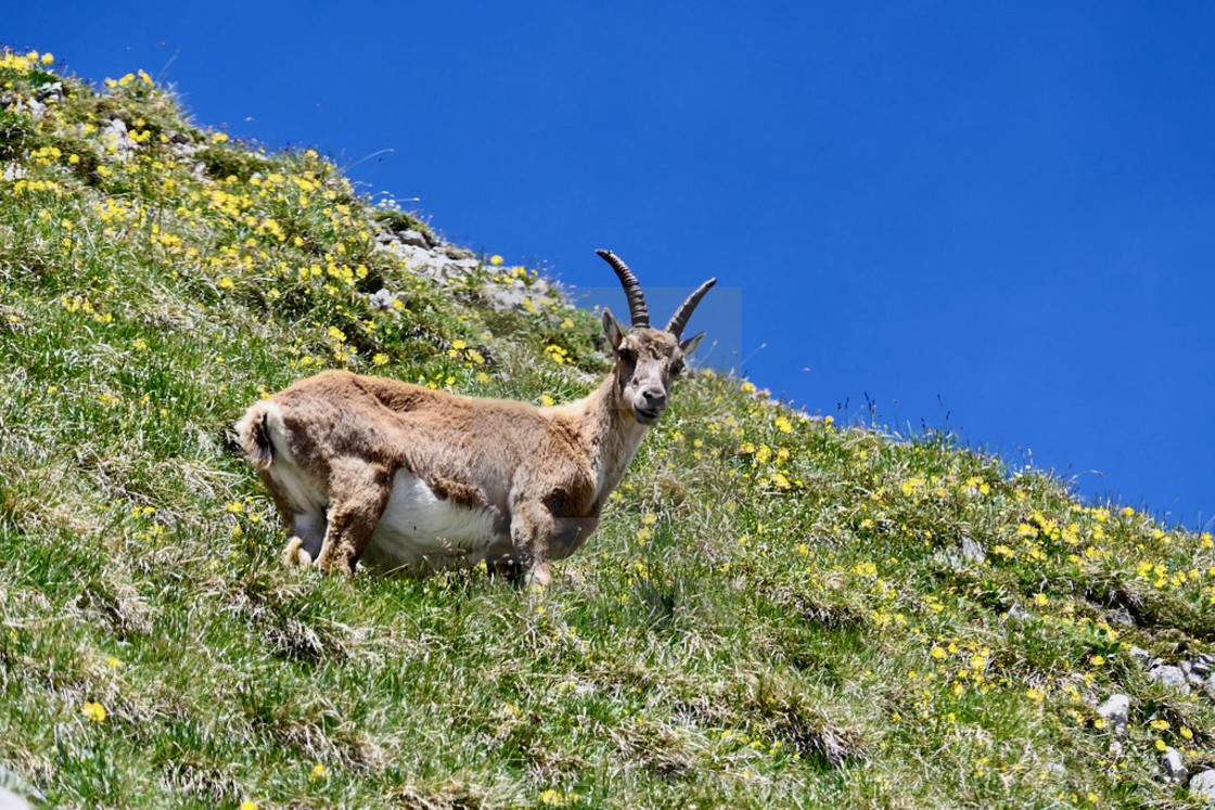 "Capricorn / Ibex" stock image