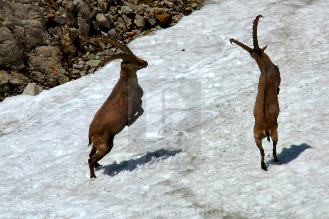 "Capricorn / Ibex" stock image