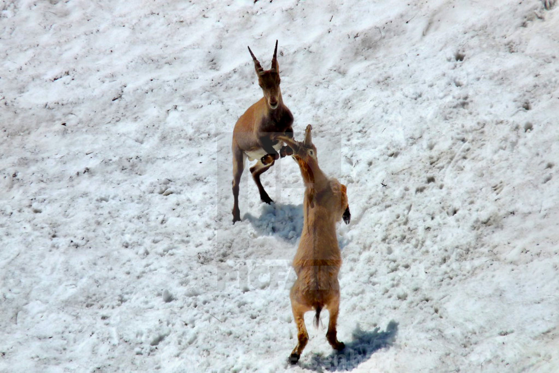 "Capricorn / Ibex" stock image