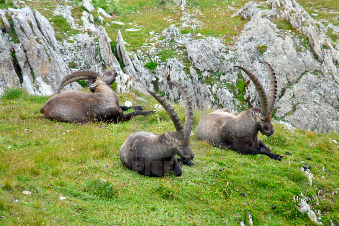 "Capricorn / Ibex" stock image