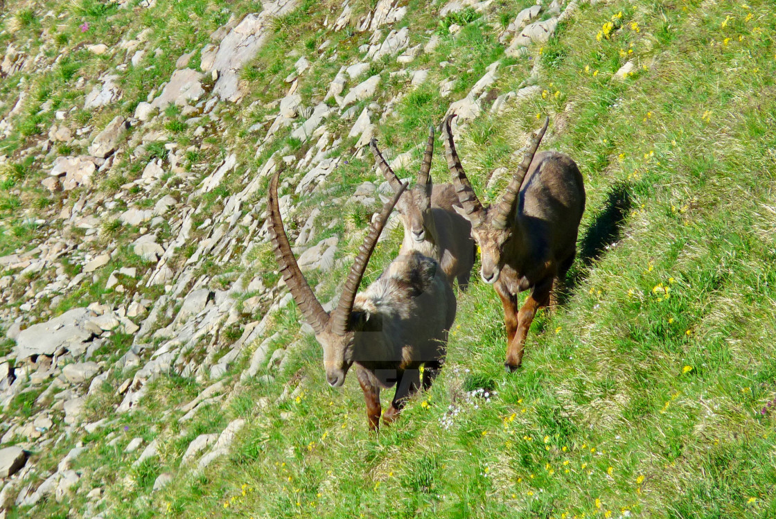 "Capricorn / Ibex" stock image