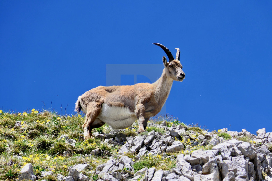 "Capricorn / Ibex" stock image