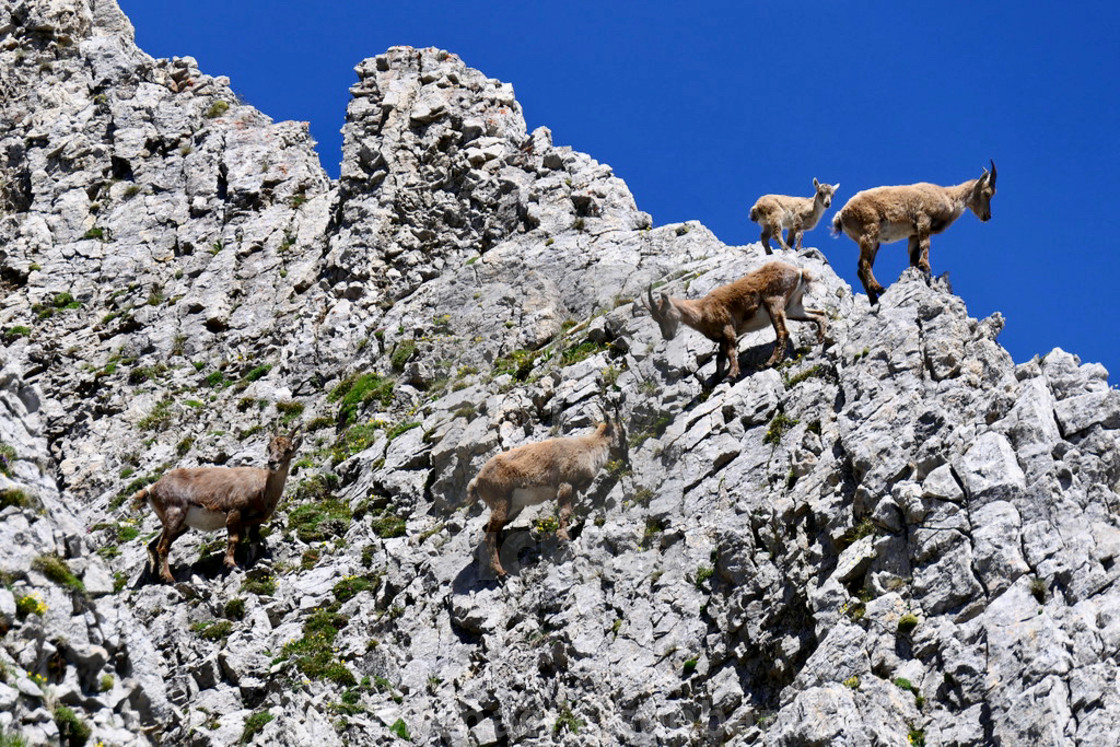 "Capricorn / Ibex" stock image