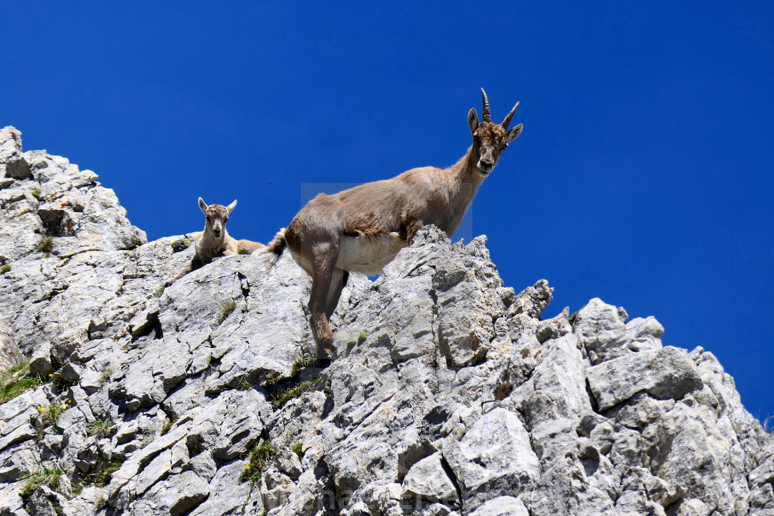 "Capricorn / Ibex" stock image