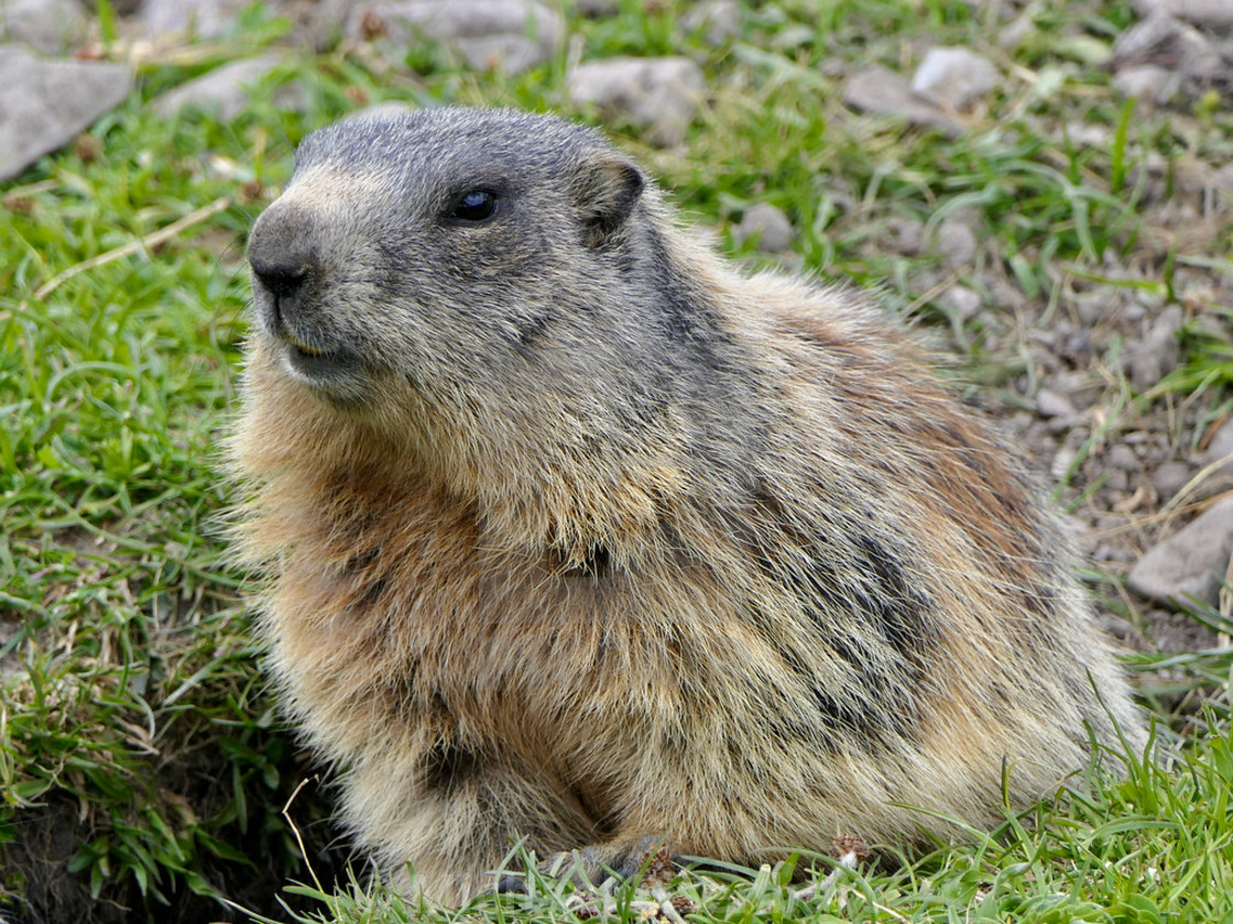 "Marmot" stock image