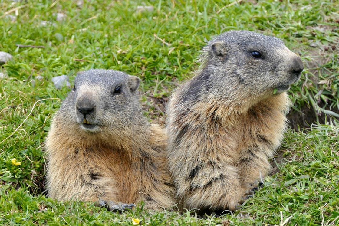 "Marmots" stock image