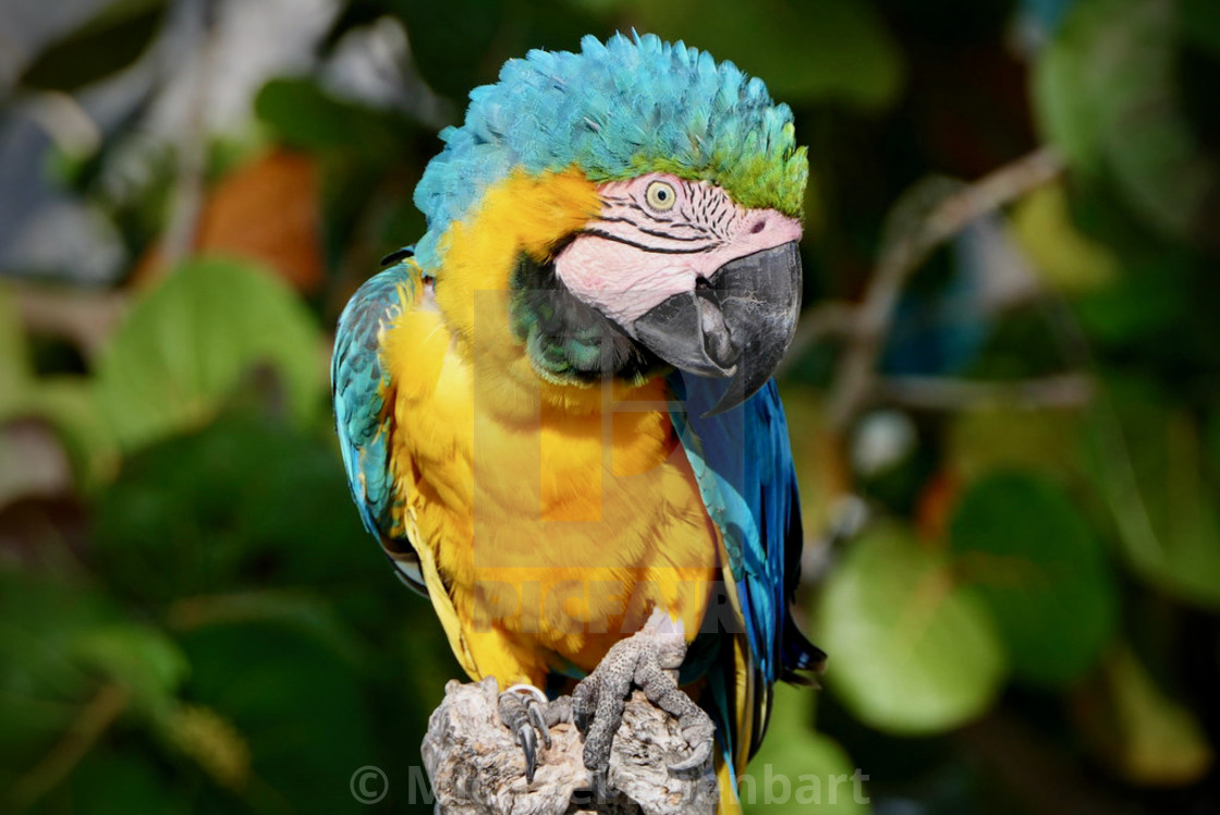 "Macaw Parrot" stock image