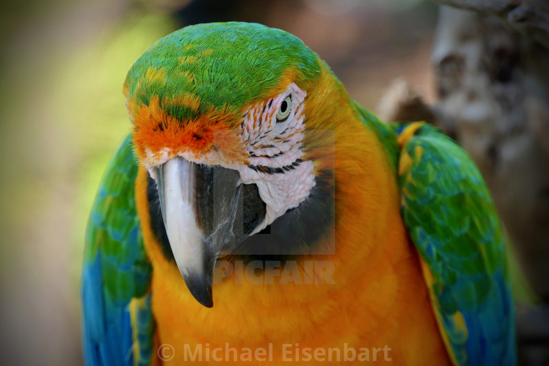 "Macaw Parrot" stock image