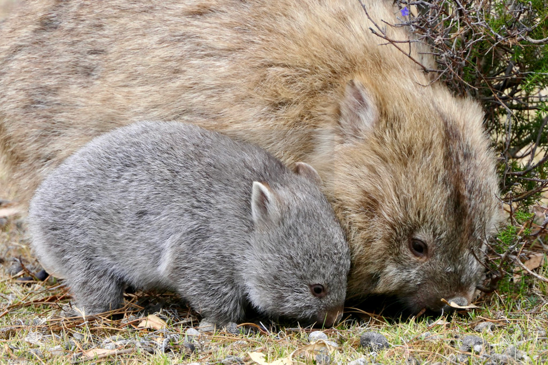 "Wombats" stock image