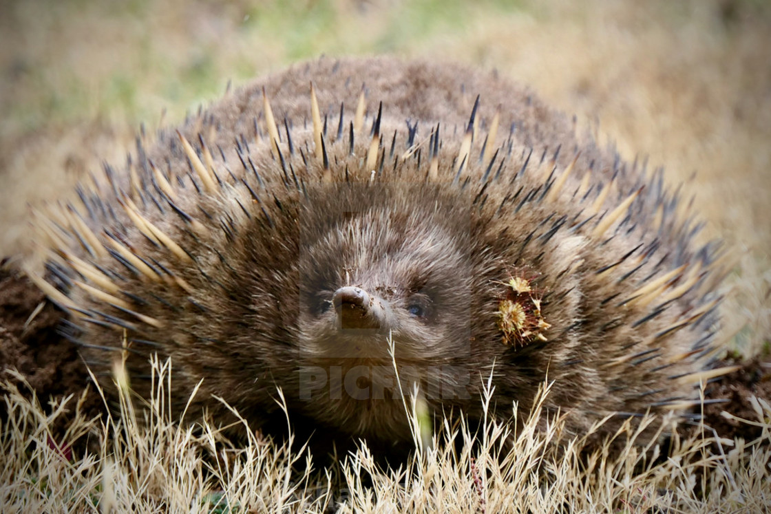 "Echidna" stock image